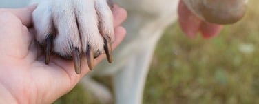 Någon som klipper klorna på en hund med en klotång.