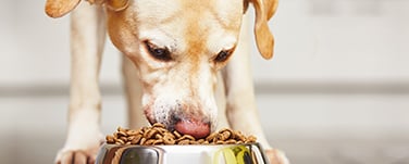 En överviktig hund som sitter på golvet.